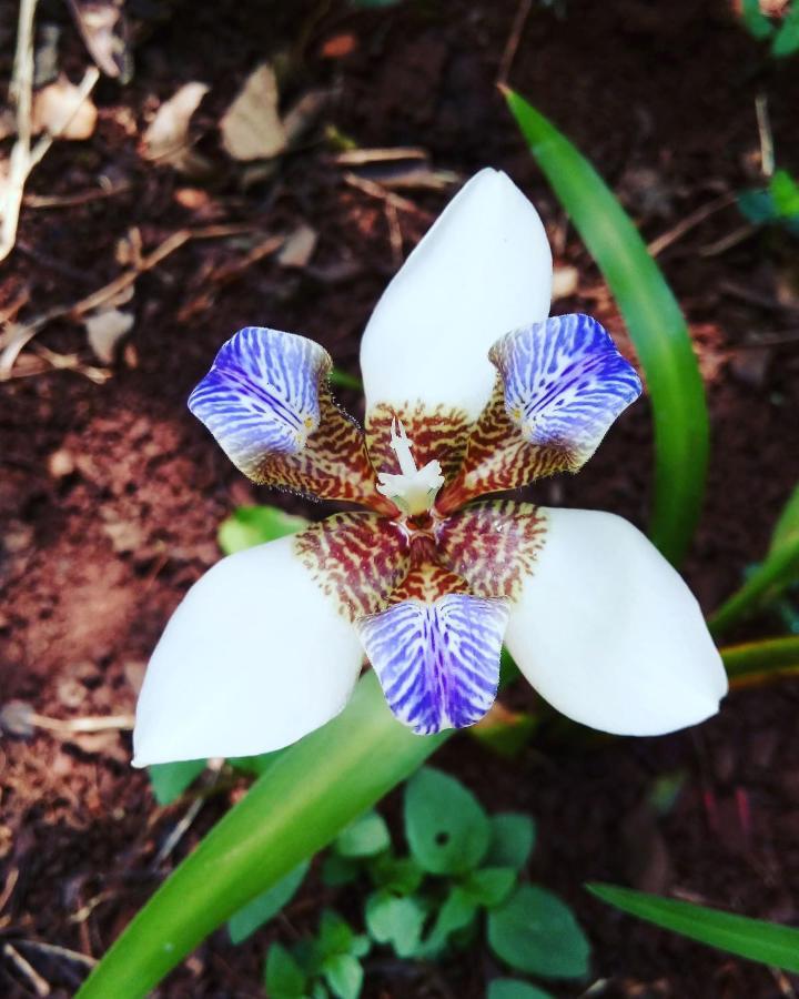 Posada Maria Iguazu 伊瓜苏港 外观 照片