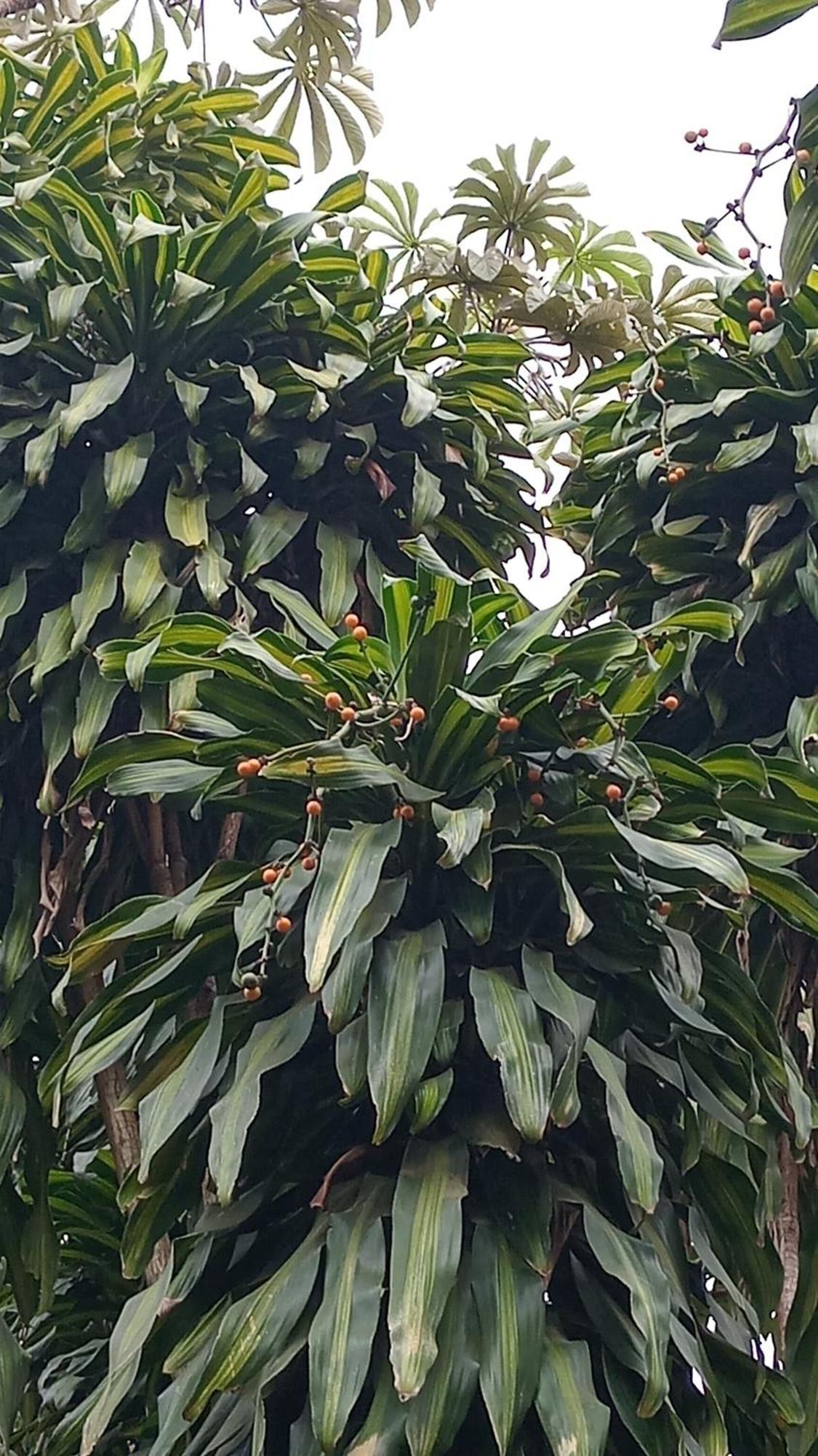 Posada Maria Iguazu 伊瓜苏港 外观 照片