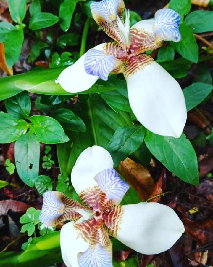 Posada Maria Iguazu 伊瓜苏港 外观 照片