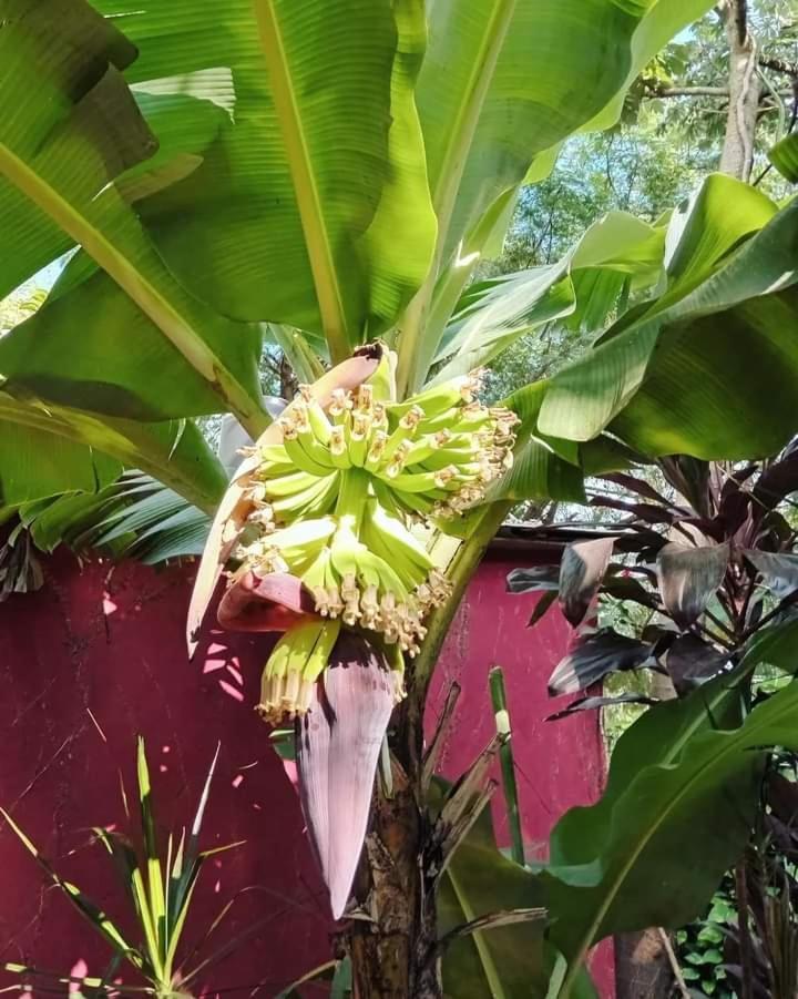 Posada Maria Iguazu 伊瓜苏港 外观 照片
