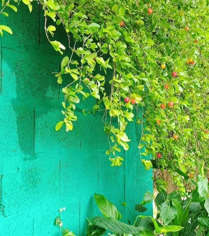 Posada Maria Iguazu 伊瓜苏港 外观 照片