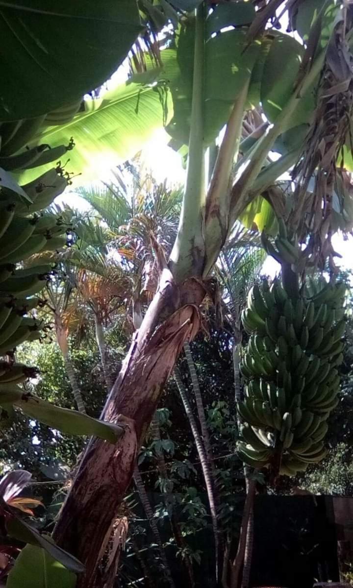 Posada Maria Iguazu 伊瓜苏港 外观 照片
